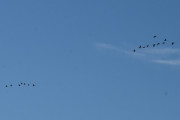 Morten 25 september 2021 - 17 store fugler over Høyenhall, jeg tror de flyr i retningen nordvest