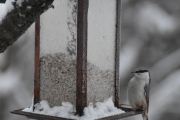 Morten 29 desember 2021 - Spettmeisen på matebrettet, for du ikke tak i maten?