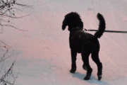Morten 30 november 2021 - En hund på Høyenhall, det har snødd i natt så nå er det vinter her