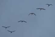 Morten 30 november 2021 - Seks svaner over Høyenhall, kan det være snøen i natt som har fått dem til å flytte på seg?