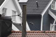 Morten 30 september 2021 - Stær på Høyenhall, noen Stær sitter på ledningen og har besøk av Ringdua