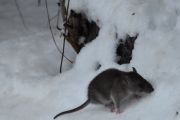Morten 31 desember 2021 - Rotta på Høyenhall, det er bare et tidsspørsmål nå