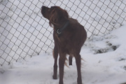 Morten 4 desember 2021 - En hund på Høyenhall, fri og frank og uten bånd