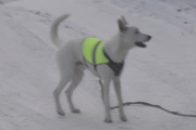 Morten 4 desember 2021 - En hund på Høyenhall, her har vi en med bånd og refleksvest