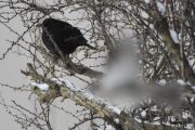 Morten 4 desember 2021 - Svarttrost på Høyenhall, men her flyr spurvene, så det er vanskelig å ta bilder