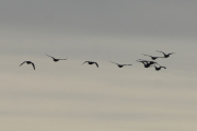 Morten 7 oktober 2021 - 10 store fugler over Høyenhall, denne gangen holder de retningen mot Østensjøvannet