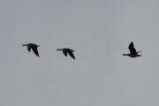 Morten 7 oktober 2021 - Tre store fugler over Høyenhall, endelig litt sikt igjen og dette tror jeg er Hvitkinngås på vei til Østensjøvannet