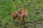 Morten 9 november 2021 - Hunden på Høyenhall, min første refleks var Rådyr, men den var for liten til det