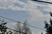 Morten 9 oktober 2021 - 33 store fugler over Høyenhall, men at de er på vei til Østensjøvannet er det ingen tvil om