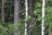 Når du er på en fototur er det bra og skjerpe sansene sine litt. Da må du være observant og noen ganger kan du bare ta et bilde