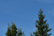 Jeg ser rovfugl her også, men det er litt vanskelig å ta bilder av dem i fart
