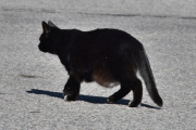 Hvor gammel denne katten er vet jeg ikke, men ser vi på magen så er den nok over 10 år gammel
