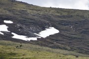 Men akkurat i det jeg skal fokusere på snøen der borte kommer det noen fugler