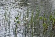 Ja det er blomsten jeg fokuserer på, ingen Øyestikkere her som jeg klarte å ta bilde av, men jeg så dem