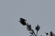 Den er liten og med striper på det lyse brystet, skal vi gjette en Tornskate?