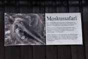 Moskussafari, vi undersøkte, men fant ut at det kunne ta 3 til 4 timer og det har vi ikke tid til i morgen
