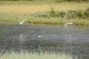 I så fall har vi to måker og en Strandsnipe i luften her