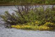 Vakre blomster vokser også langs elvebredden