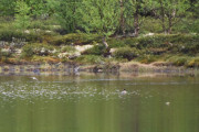 Ser du litt til høyre her så ser du fisken komme opp fra vannet