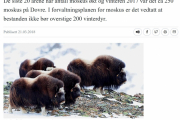 Men er jeg like heldig med å ta bilde av Moskus som av Elgen, så har jeg en liten følelse at det kan bli en utfordring. Men at det er Moskus på Dovre, ser dere beviset på her