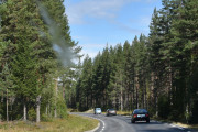 Vet dere at Trysil har mest skog, men at det er Elverum som hogger mest skog?