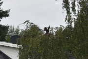 Her oppe kan du se mye rart, men det blir litt vanskelig å ta bilder fra bilen i fart