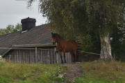 Vi ser jo hele tiden etter Elg, men dette var en hest