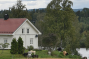 Her oppe har du kuer og okser i alle fargevarianter