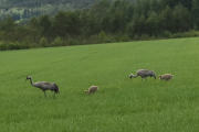 Så kjører vi videre og passerer en familie med traneunger, disse var da veldig små
