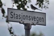 Stasjonsvegen i Våler, her sitter det en Linerle og viser veien. Linerla er et sikkert vårtegn