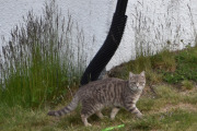 Men en tigerkatt så jeg da, ikke verst bare det