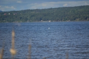 Fin blåfarge på vannet og en fugl langt der ute