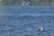 To måker, kan nok bli noen måkebilder her