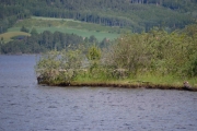 Noe beveger seg under gresskanten der ute
