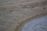 Langs stranden ser jeg samme fuglen som i dag morres