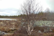 Fredag mot Røros