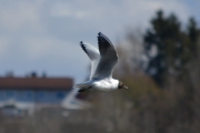 At Hettemåka er en elegant flyver er uten tvil