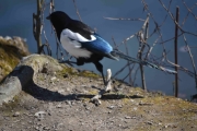 Neimen, hei du! Skjæra på farten igjen