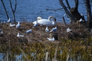 Trangt om plassen her
