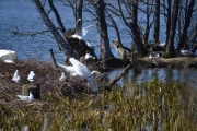 Nå blir den jagd ut i vannet