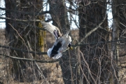 Østensjøvannet 11 mars 2017 - Stokkand klar for landing