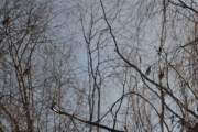 Østensjøvannet 11 mars 2017 - Skjærer i trærne