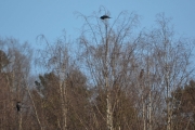 Østensjøvannet 11 mars 2017 - Må være Kråker