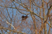 Østensjøvannet 11 mars 2017 - Men nå skal den fly