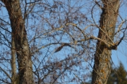Østensjøvannet 11 mars 2017 - Skulle hatt noen bedre bilder her