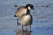 Østensjøvannet 11 mars 2017 - Kanadagås kan bli opptil en meter høy og kan veie 5-7 kg. Kommer opprinnelig fra Canada og USA. Er på svarteliste så vidt vi vet.