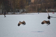 Østensjøvannet 11 mars 2017 - Fugledans på isen