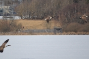 Østensjøvannet 11 mars 2017 - Legg merke til fugleobservatoriet i bakgrunnen