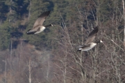 Østensjøvannet 11 mars 2017 - Ja de er flinke til og fly