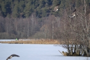 Østensjøvannet 11 mars 2017 - Her må vi bare nyte